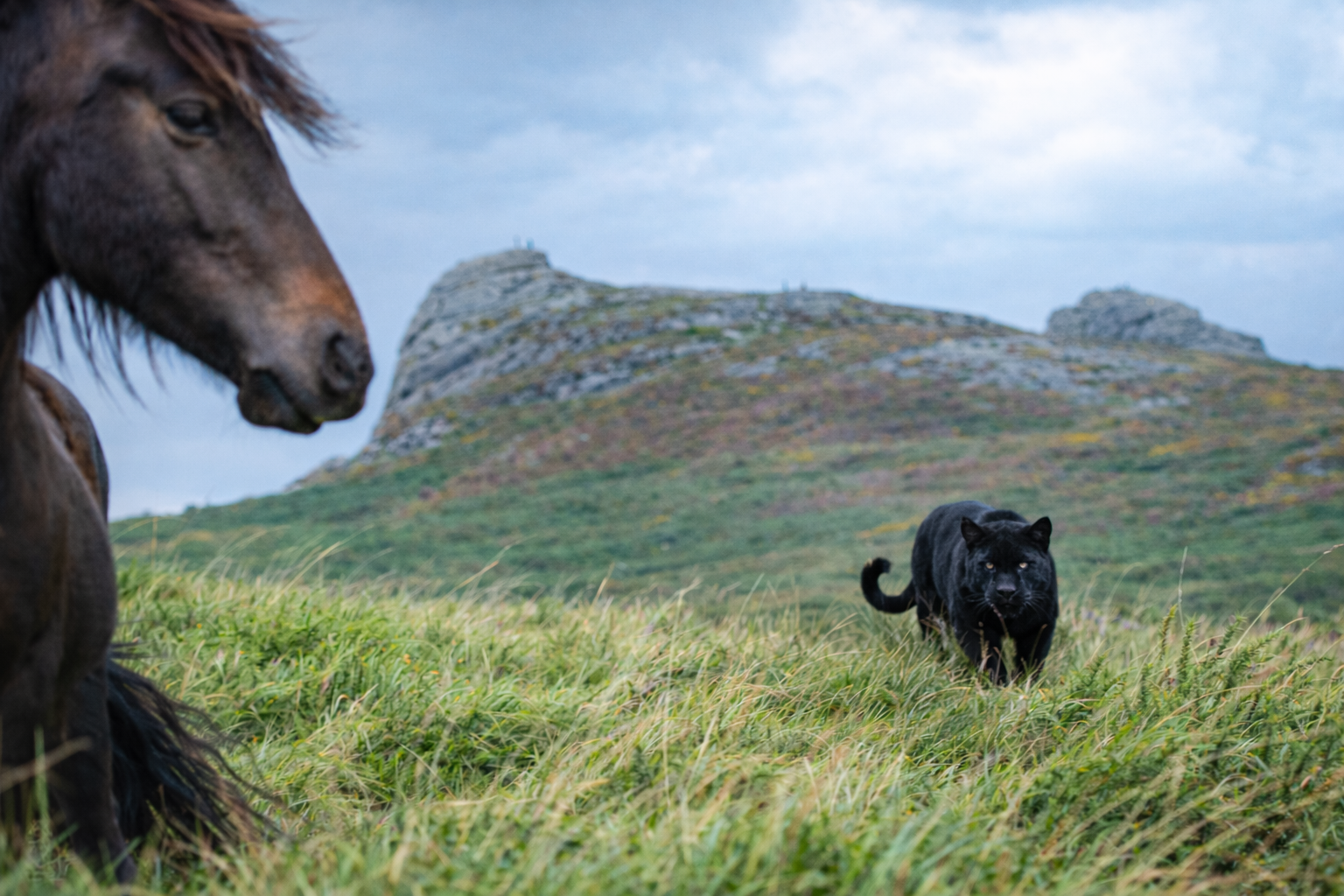 Beast of Dartmoor